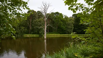 Summer petrified tree.jpg